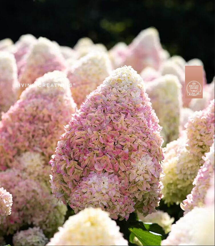 HORTENZIJA LIVING CANDY LOVE C3 |VILKIJOS MEDELYNAS, HORTENZIJOS